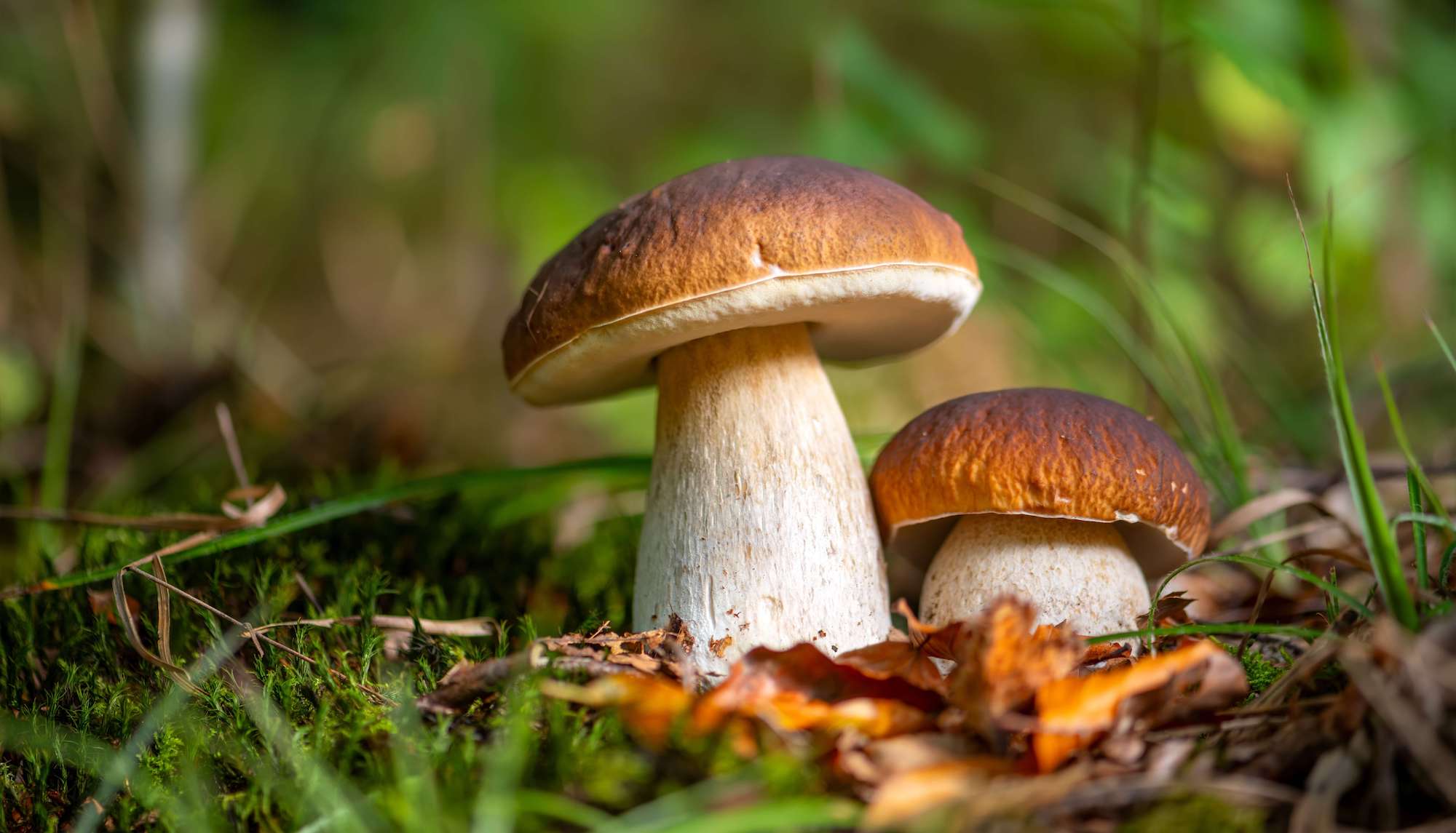 Le Mag Camping - Ces forêts près de Paris cachent les meilleurs coins à champignons, accessibles en train ou en RER