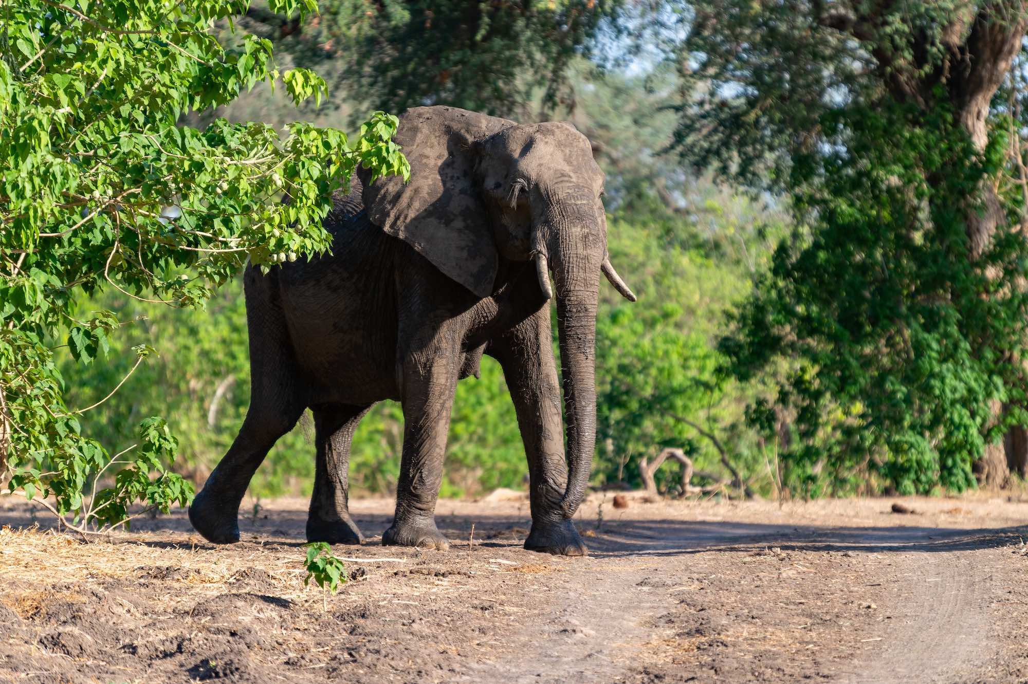 Le tour du monde des animaux au Safari de Peaugres, en Ardèche  -  visuel 1/1