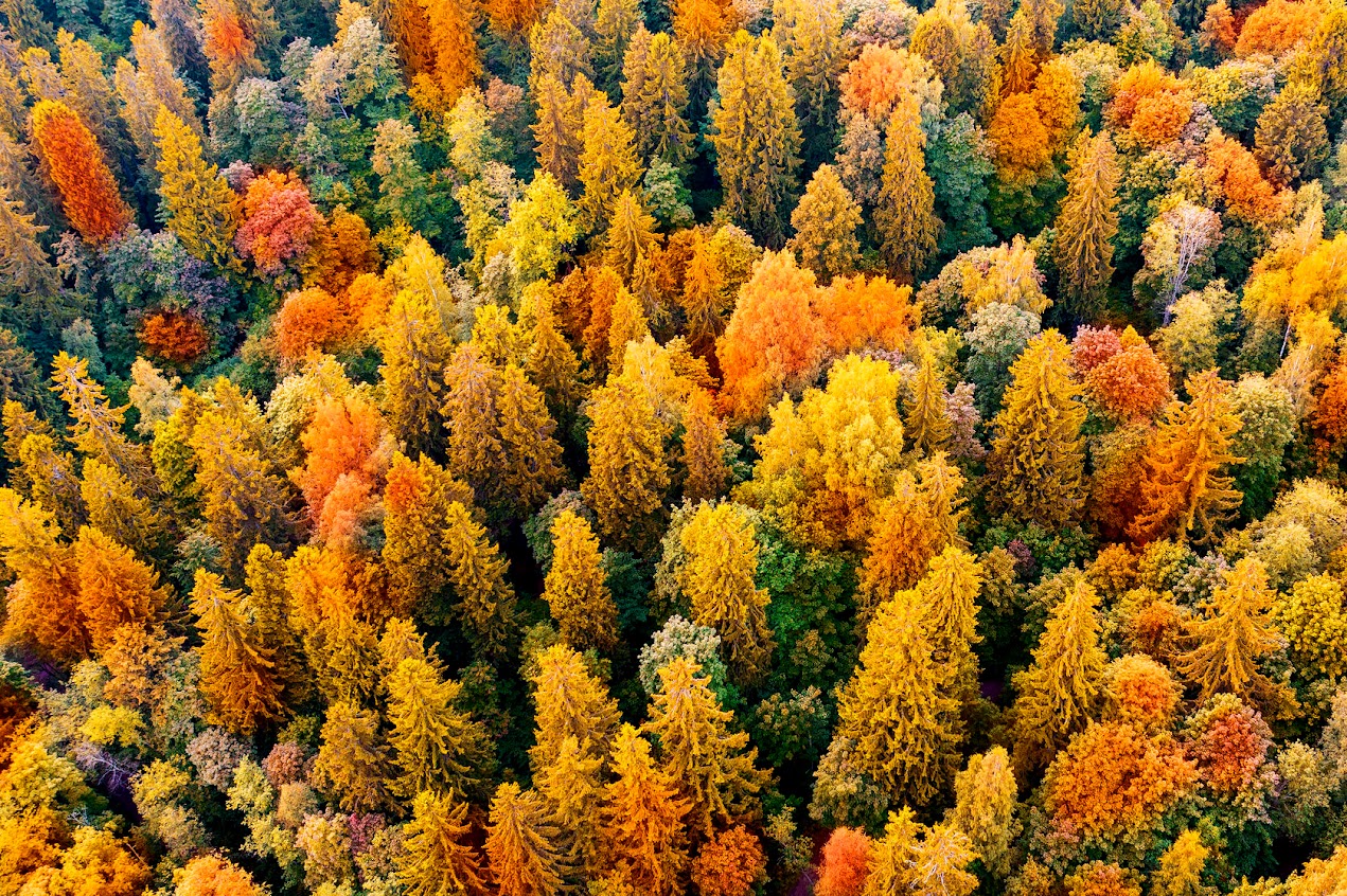 Le Mag Camping - Et si la plus belle randonnée de l’automne se trouvait dans le Luberon, au milieu des cèdres ?