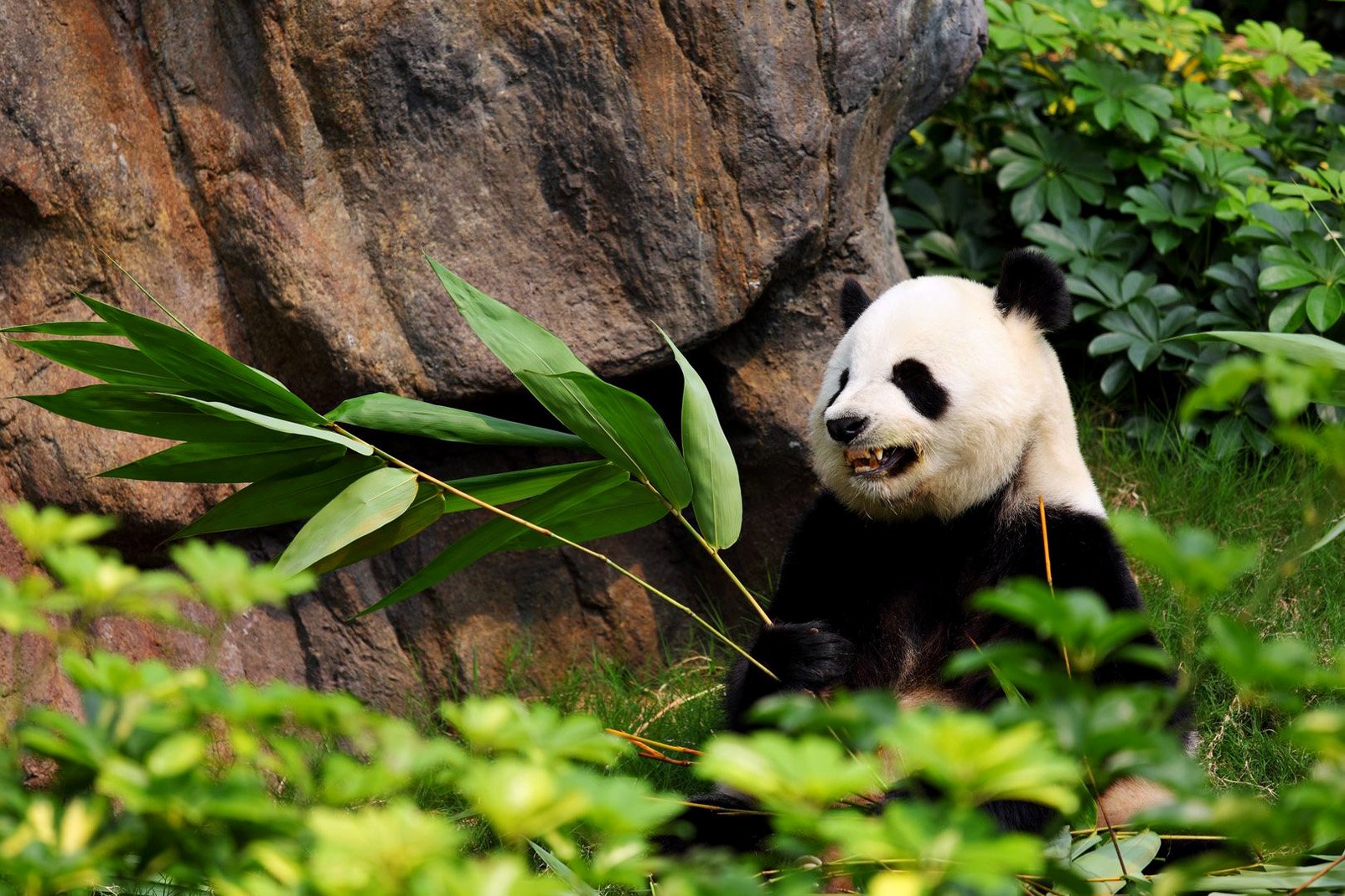 Le Mag Camping - Découvrez le Zoo de Beauval, ses pandas géants et ses autres incroyables animaux