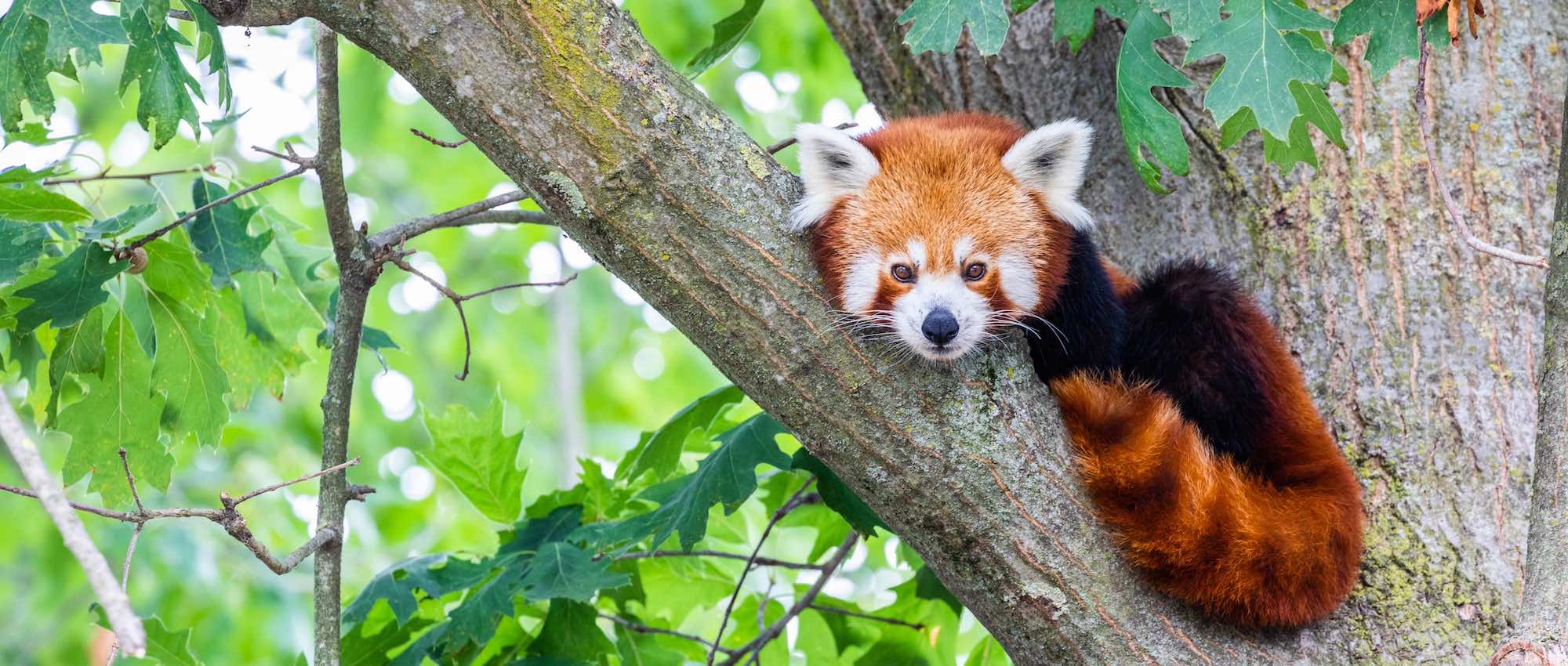 Le tour du monde des animaux au Safari de Peaugres, en Ardèche  -  visuel 1/1