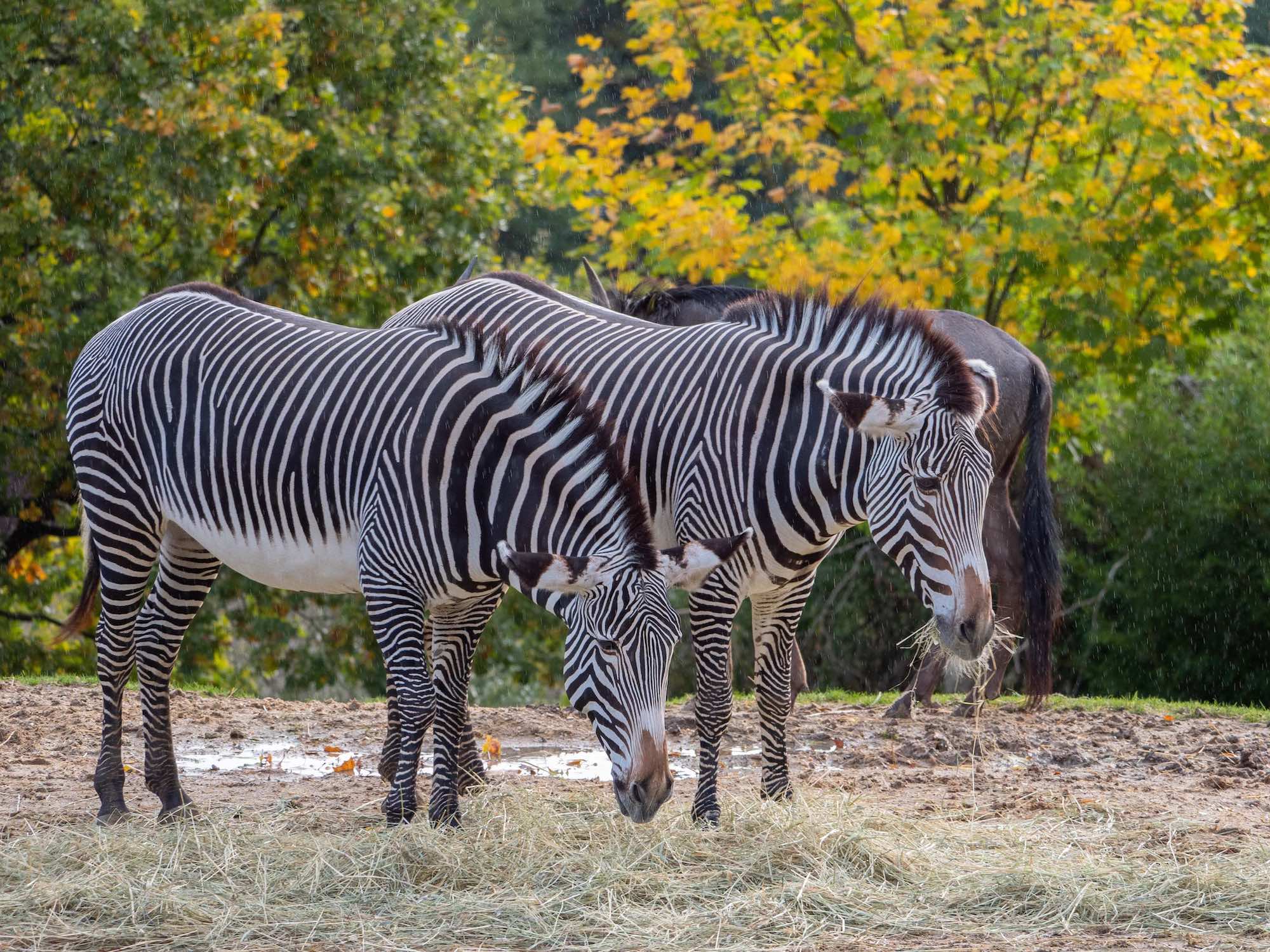 Le tour du monde des animaux au Safari de Peaugres, en Ardèche  -  visuel 1/1